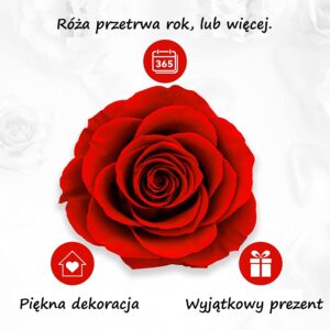 Wieczna róża w szkle + Naszyjnik i pudełko.